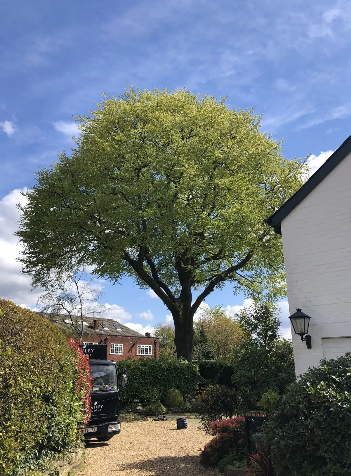 Beech tree in Preston after crown lifting