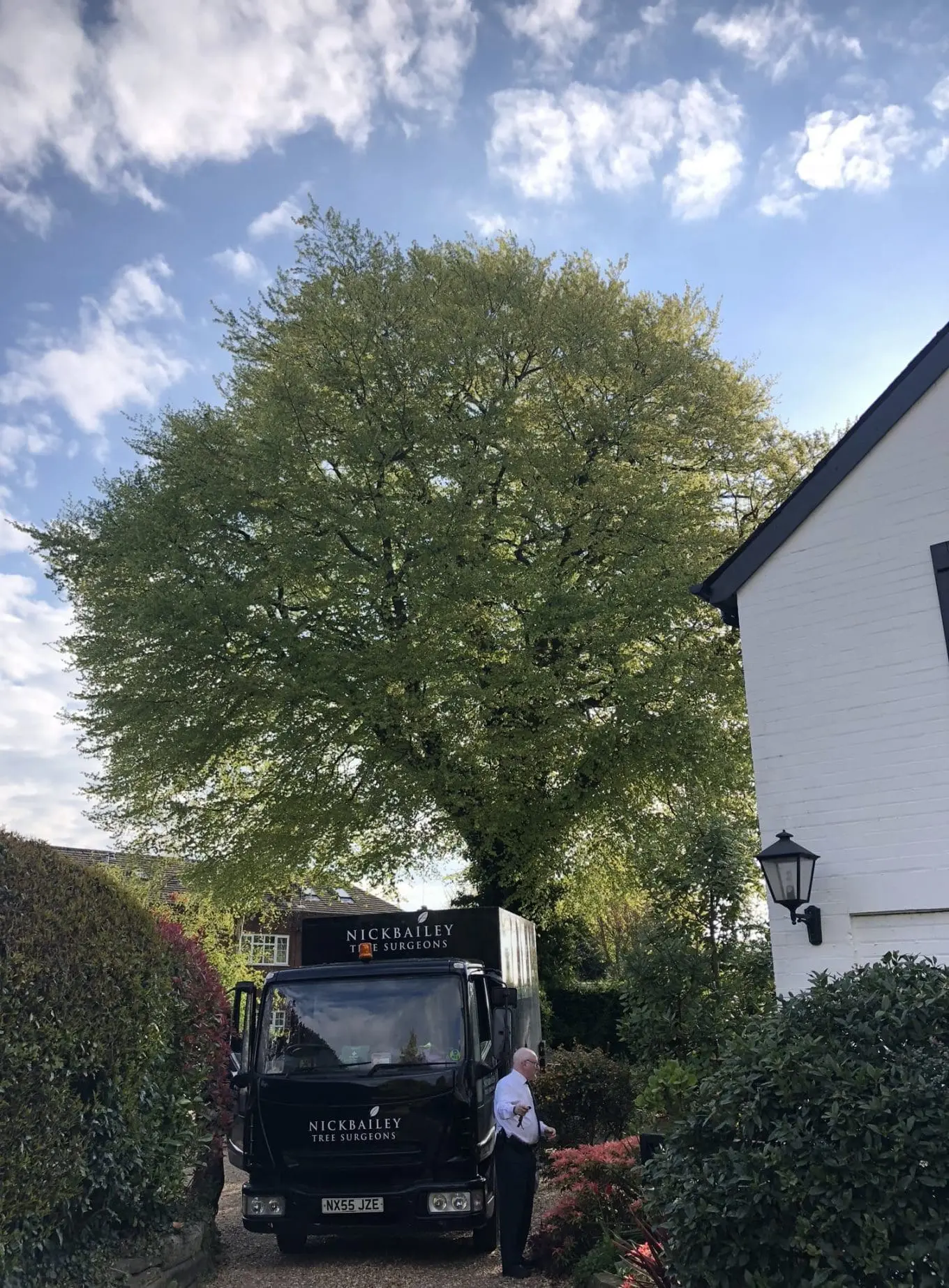 Beech tree in Preston before crown lifting