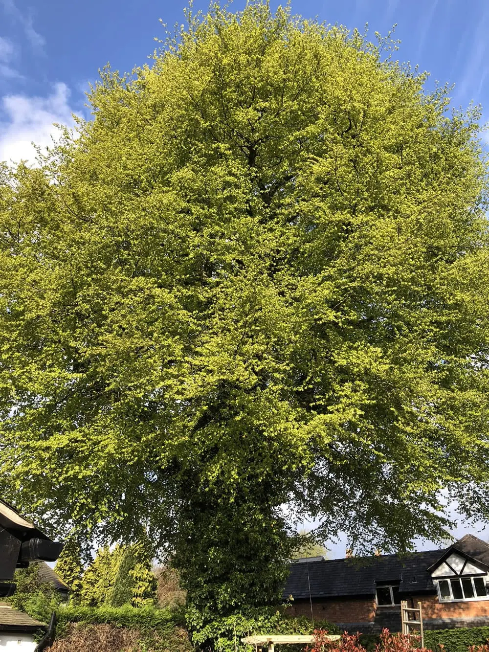 Mature beech tree before crown lifting to increase clearance beneath the canopy