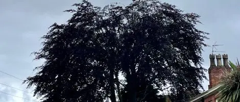 Mature Copper Beech Crown Reduction