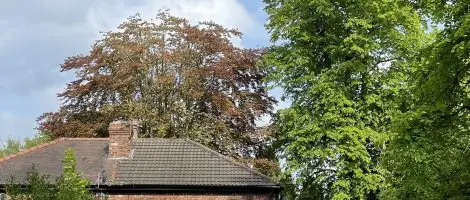 Careful Reduction of a Mature Copper Beech